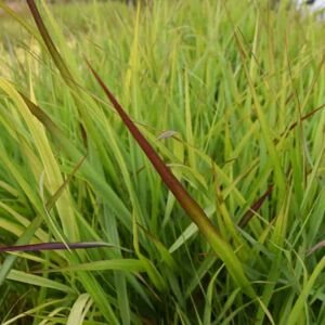 Panicum virgatum 'Warrior' ---